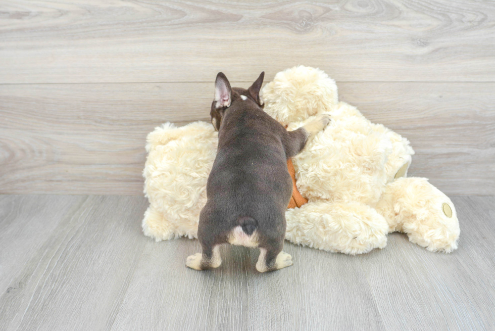 Fluffy Frenchie Purebred Puppy