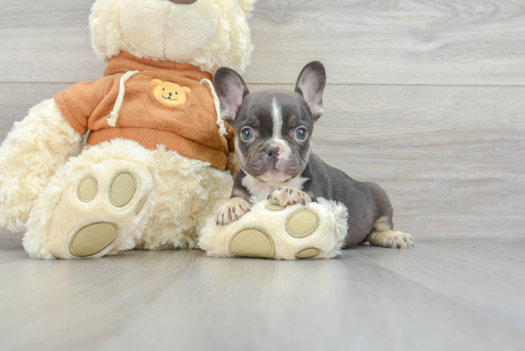 French Bulldog Puppy for Adoption