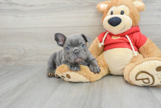 Small French Bulldog Purebred Pup