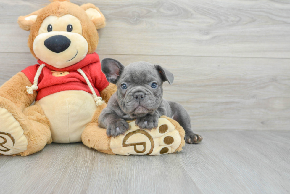 Best French Bulldog Baby