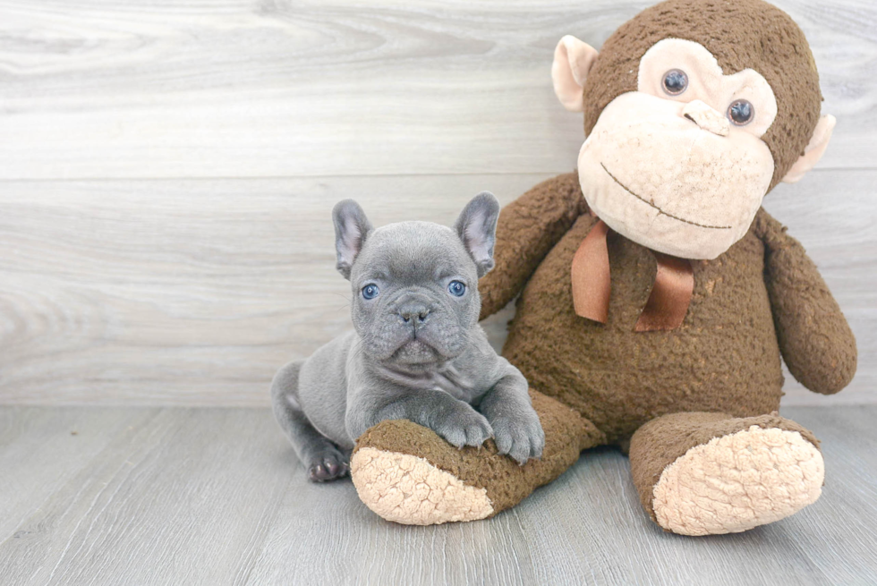 Popular French Bulldog Purebred Pup