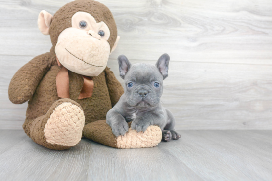 French Bulldog Puppy for Adoption