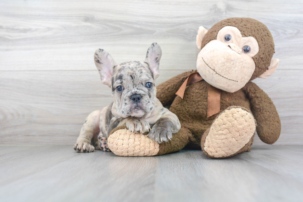 Friendly French Bulldog Purebred Pup