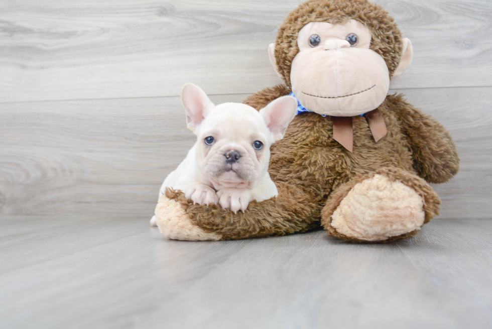 Funny French Bulldog Purebred Pup