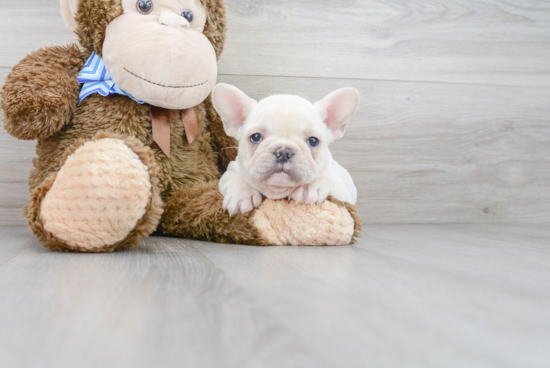 Best French Bulldog Baby