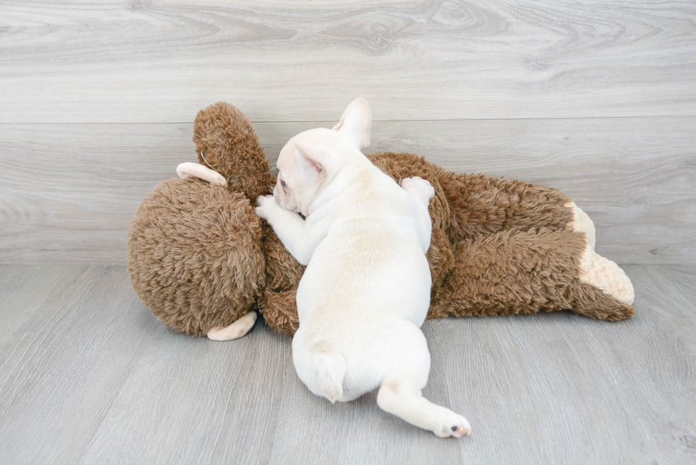 Best French Bulldog Baby