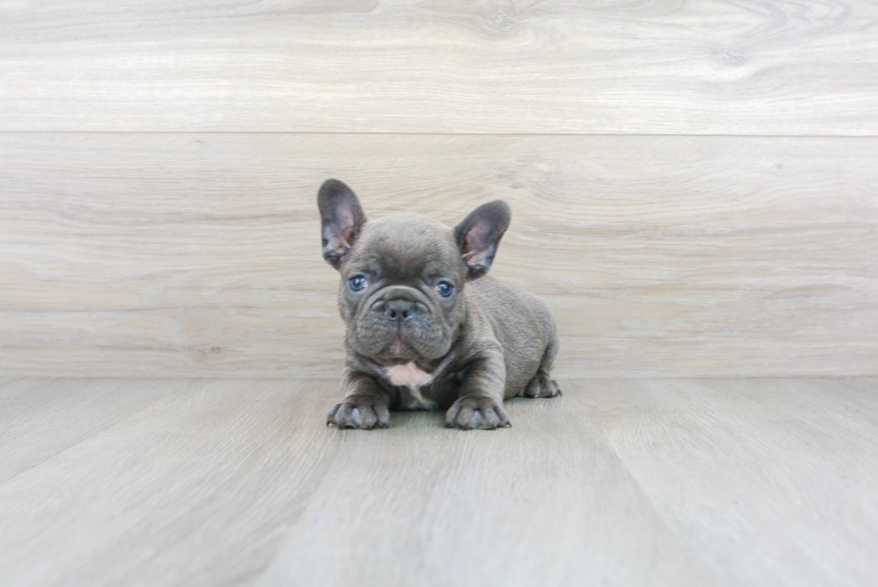 French Bulldog Puppy for Adoption