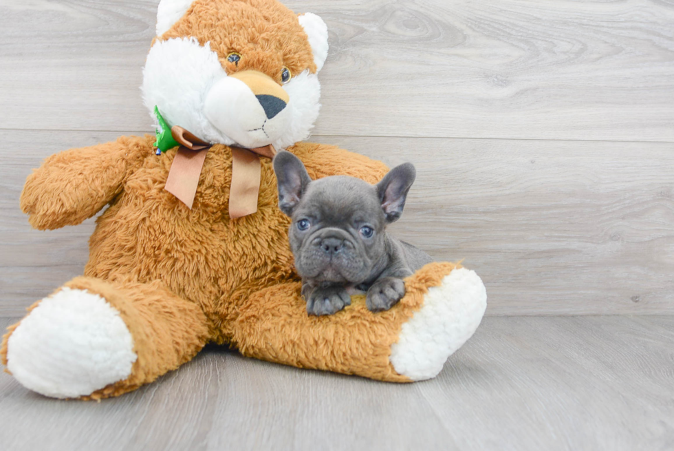 Best French Bulldog Baby