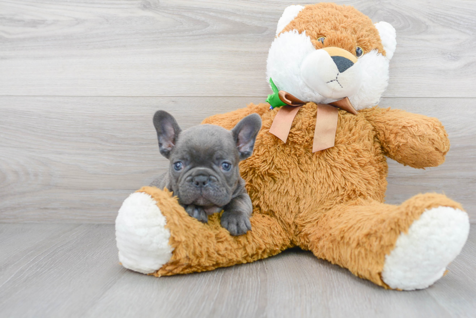 Friendly French Bulldog Baby