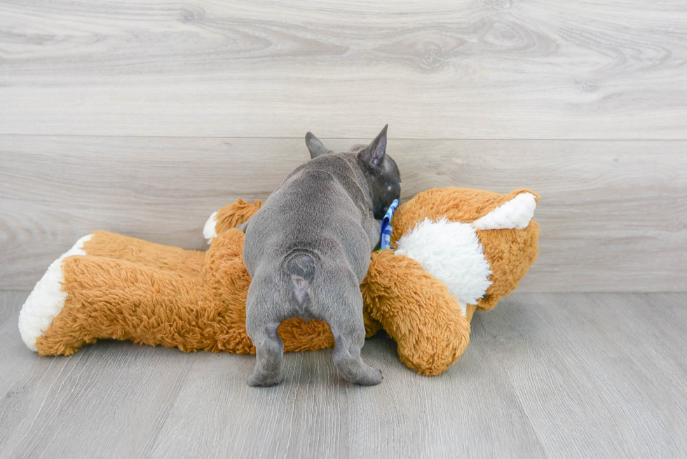 Playful French Bulldog Purebred Pup