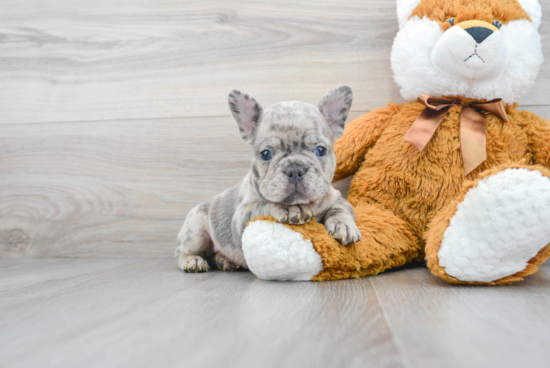 Best French Bulldog Baby