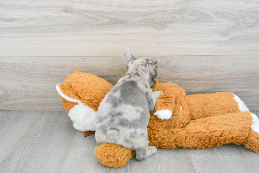 Energetic Frenchie Purebred Puppy