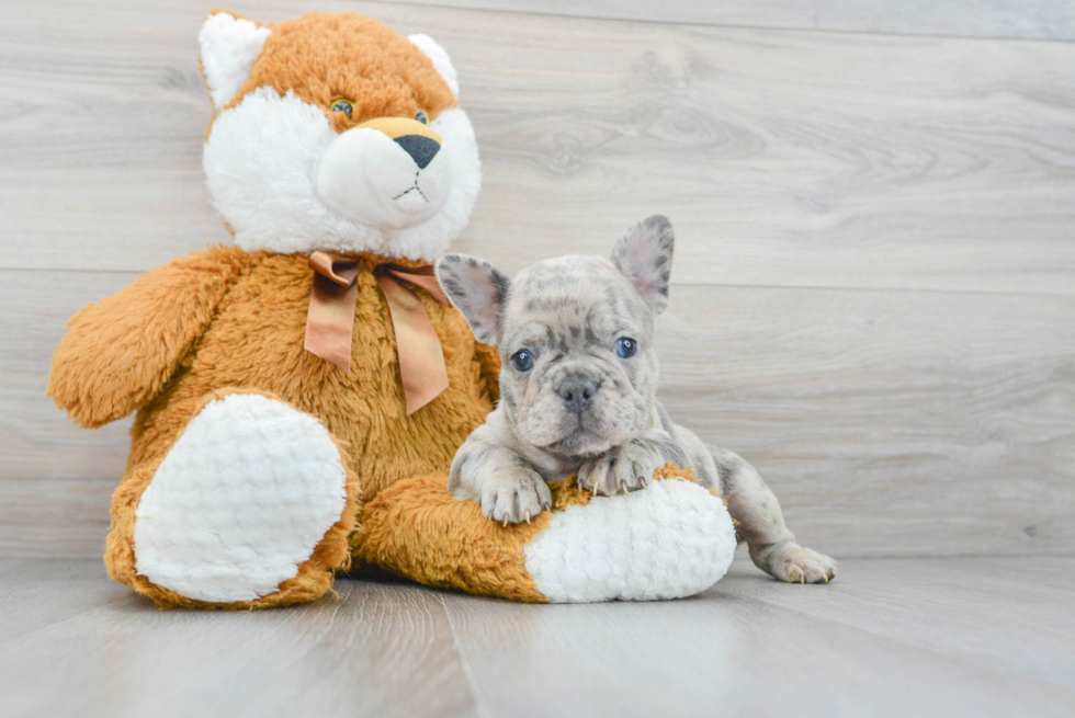 Popular French Bulldog Baby