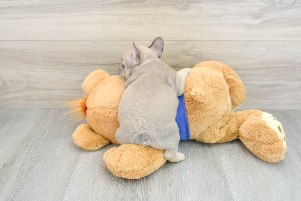 Adorable Frenchie Purebred Puppy