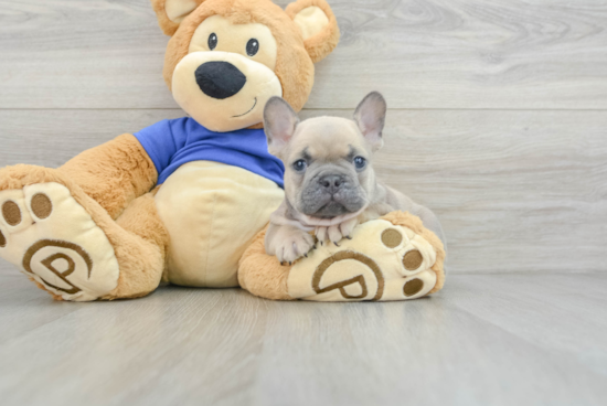 Adorable Frenchie Purebred Puppy