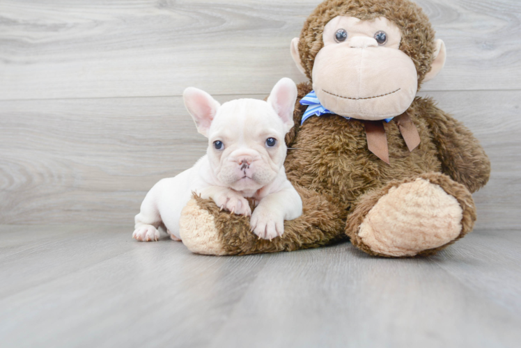 French Bulldog Pup Being Cute