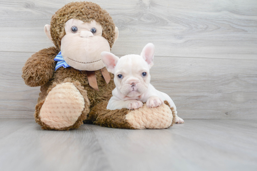 Sweet Frenchie Purebred Puppy