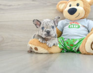 8 week old French Bulldog Puppy For Sale - Premier Pups