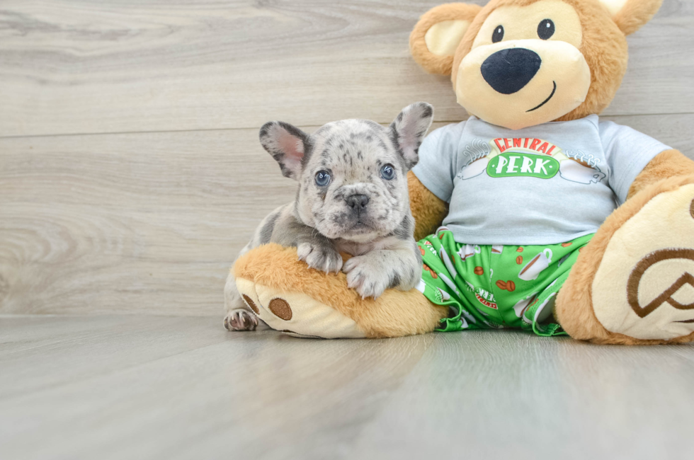 8 week old French Bulldog Puppy For Sale - Premier Pups