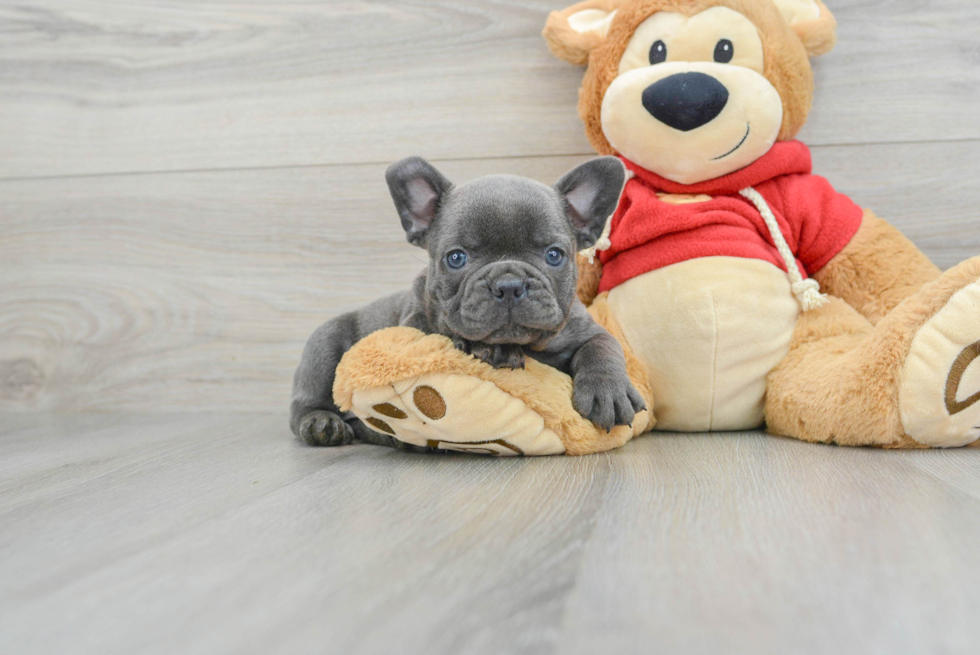 Little French Bulldog Purebred Pup