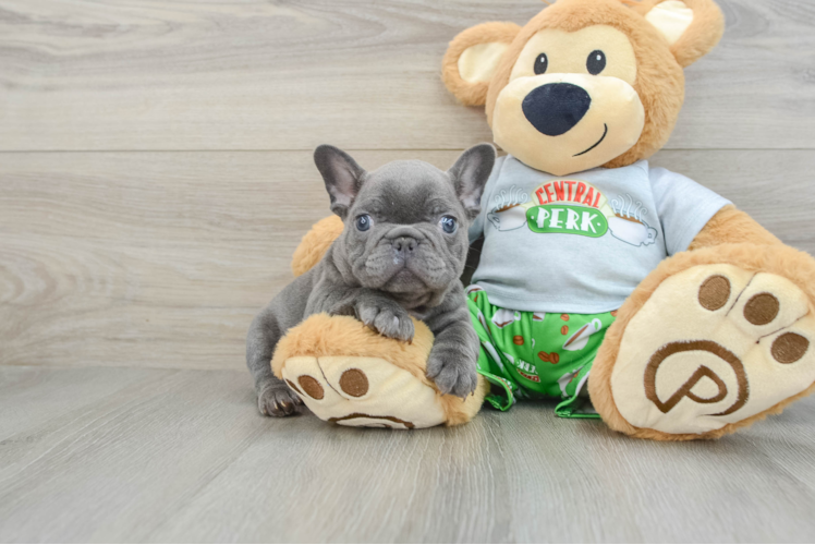 French Bulldog Puppy for Adoption