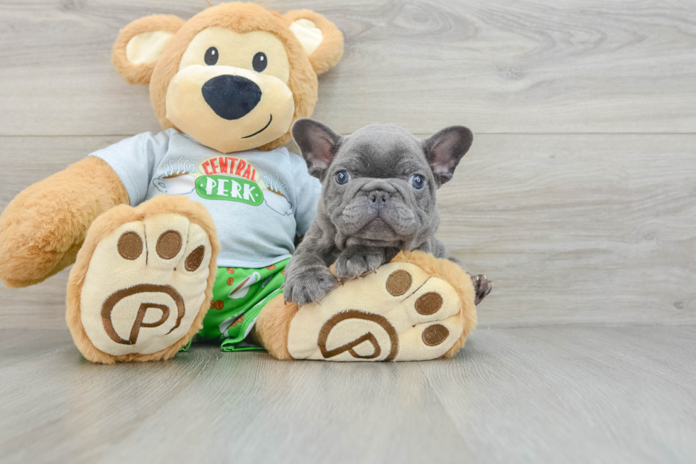 Playful French Bulldog Baby