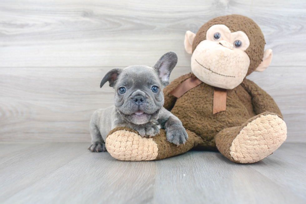 Sweet Frenchie Purebred Puppy