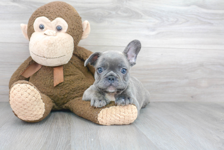 French Bulldog Puppy for Adoption