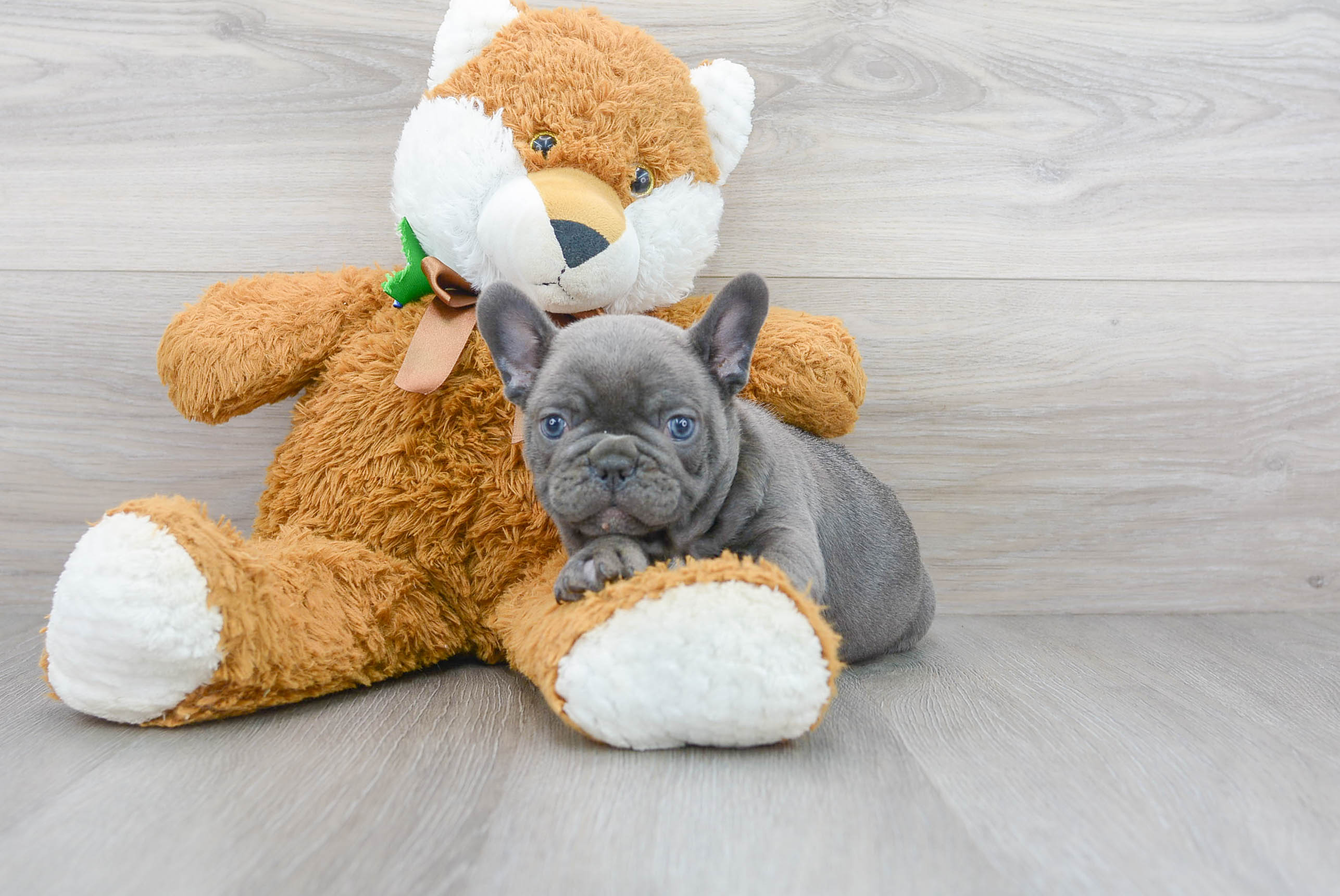 French Bulldog Pup Being Cute