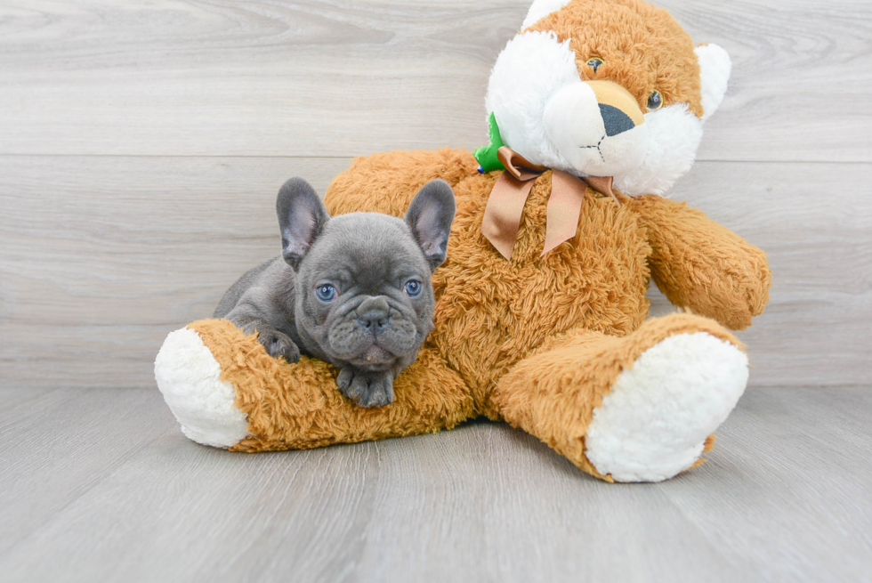 Akc Registered French Bulldog Purebred Pup