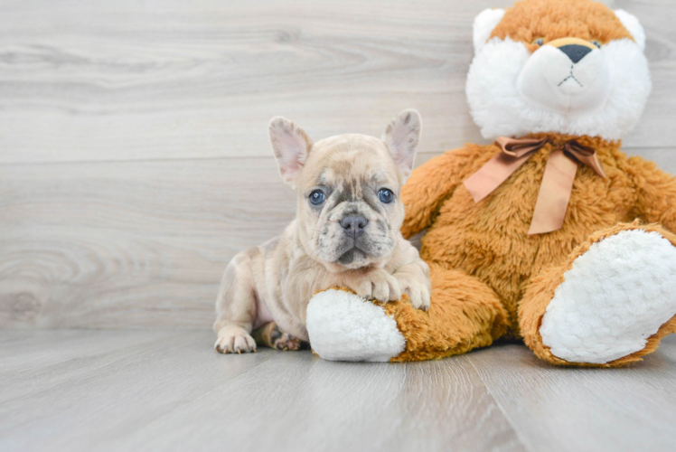 French Bulldog Pup Being Cute