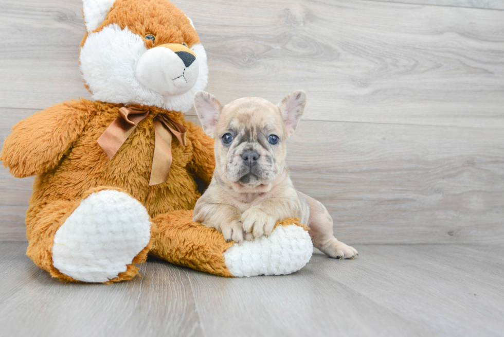 French Bulldog Pup Being Cute