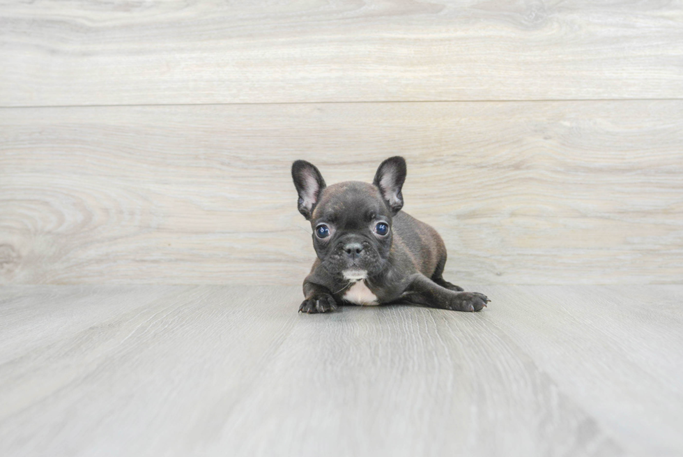 Popular French Bulldog Purebred Pup