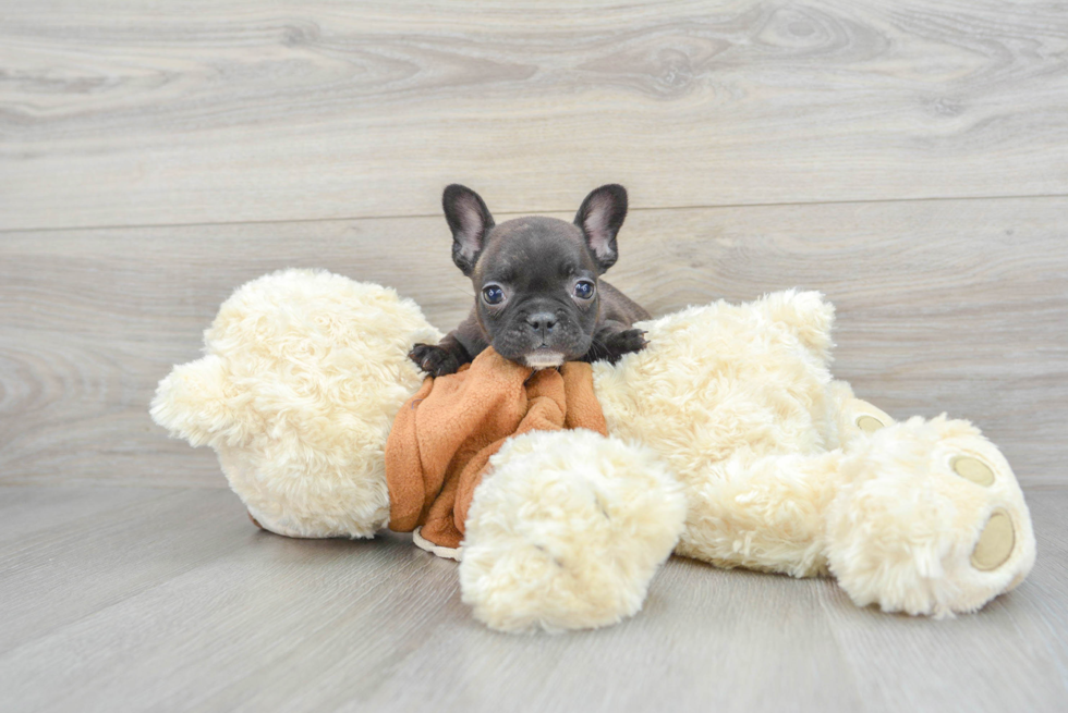 French Bulldog Puppy for Adoption