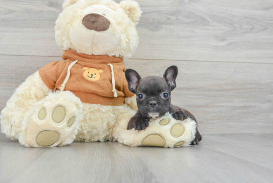 Best French Bulldog Baby