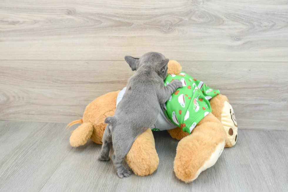 Popular French Bulldog Baby