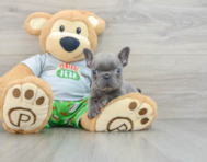 8 week old French Bulldog Puppy For Sale - Premier Pups