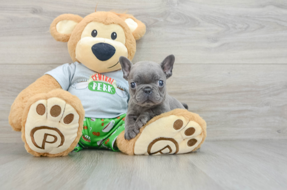 8 week old French Bulldog Puppy For Sale - Premier Pups