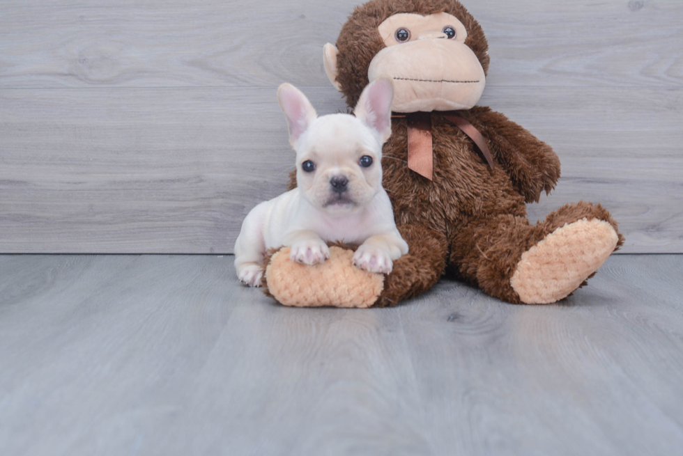 Best French Bulldog Baby