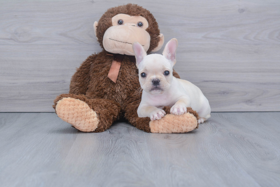 French Bulldog Pup Being Cute