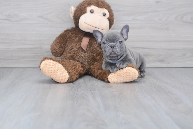 French Bulldog Puppy for Adoption