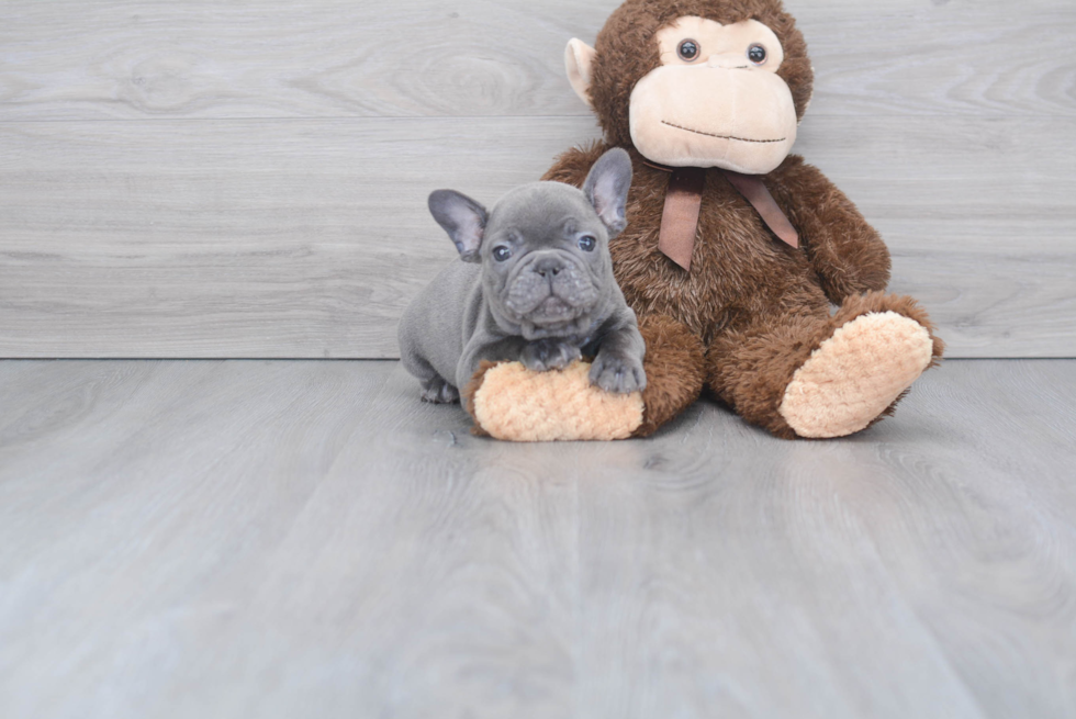 Best French Bulldog Baby