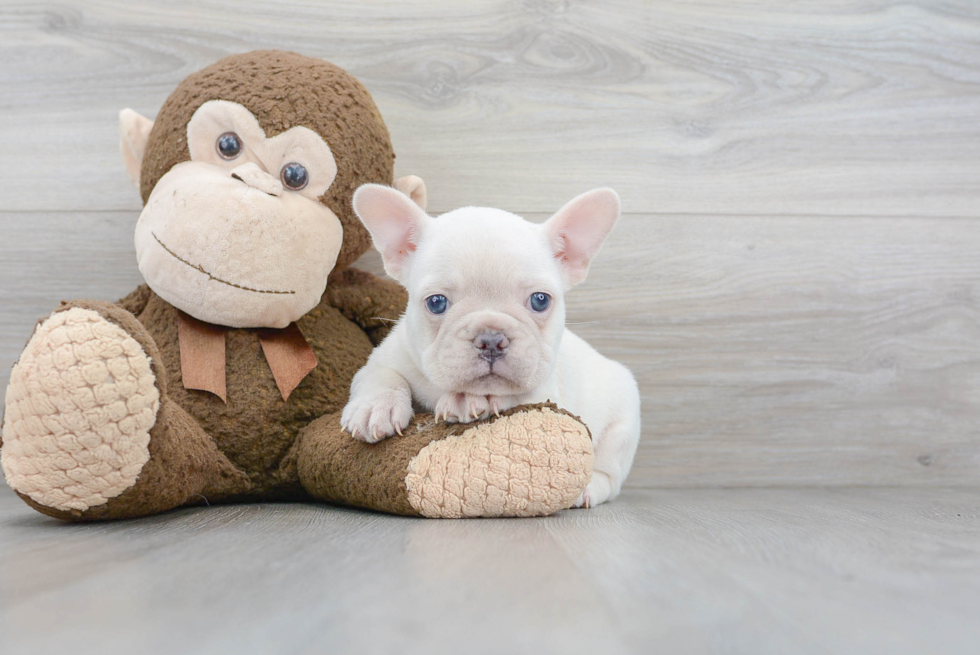 Best French Bulldog Baby