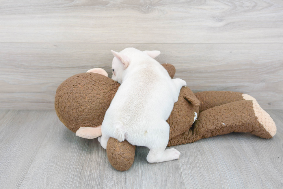 Happy Frenchie Purebred Puppy