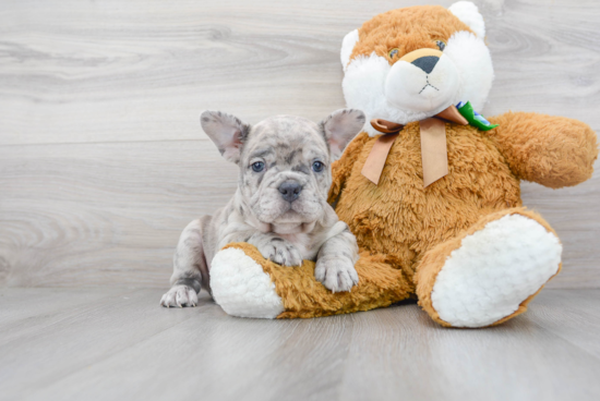 Adorable Frenchie Purebred Puppy