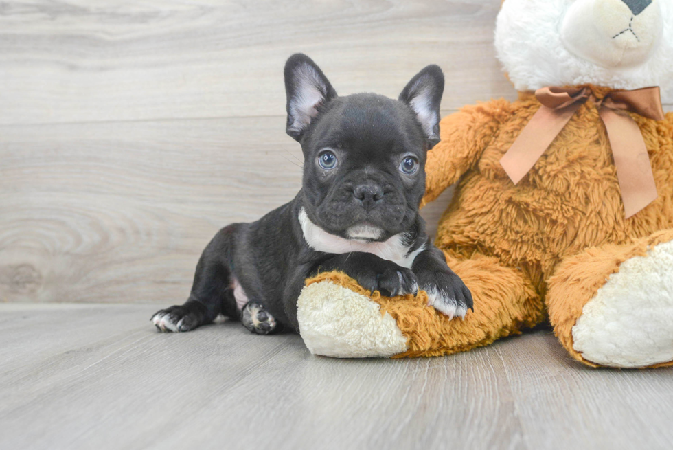 Small French Bulldog Purebred Pup