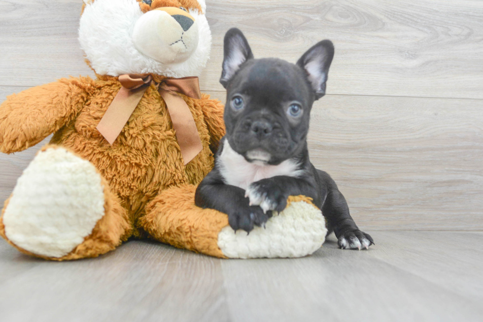 French Bulldog Pup Being Cute