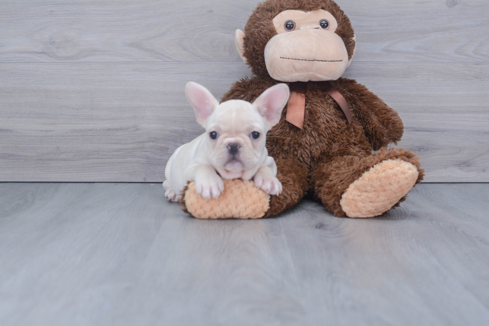 French Bulldog Puppy for Adoption