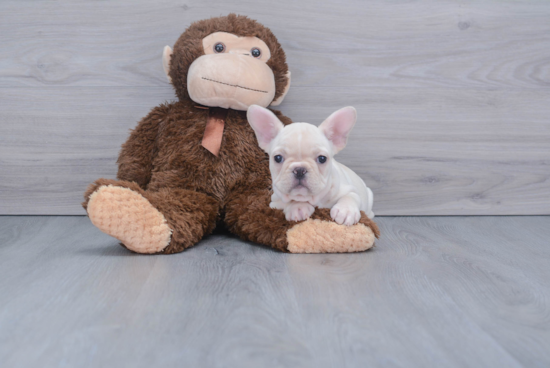 Energetic Frenchie Purebred Puppy