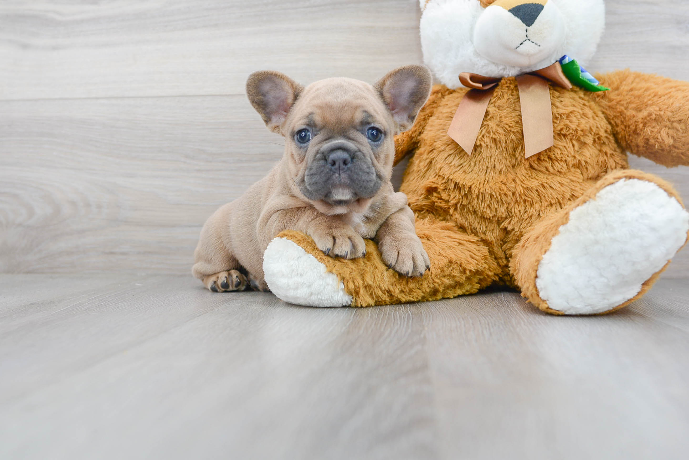 French Bulldog Pup Being Cute